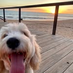 King Dudley The Cockapoo - @kingdudleycarter - Instagram