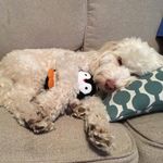 Dudley McLean - @cuddles_for_duddles - Instagram