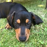 Dudley Miller - @dudley_the_mini_dachshund - Instagram