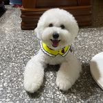 比熊寶寶 Duffy🐶 - @duffy.wang - Instagram