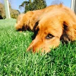 Duke Alvarez Romero - @duke_elperro - Instagram
