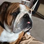 Duke Carter - @dukethesmoggybulldog - Instagram