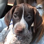 Duke Carter 🐾🦆🦴 - @dukeyboy.gsp - Instagram