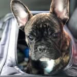 Duke Carter 💙🐶 - @iamduke_34 - Instagram
