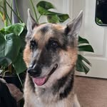 Duke Carter 🐶 - @dukecartergsd - Instagram