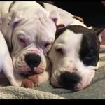 Dozzer & Duke Collins 🐾 - @dozzerdukecollins - Instagram