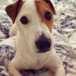 Duke Collins - @dukepominperth - Instagram