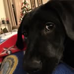 Duke Collins - @dukethedog_collins - Instagram