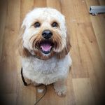 Duke Crawford - @duke_cavapoo_crawford - Instagram