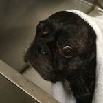Duke Crawford - @frenchie_the_duke - Instagram