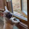 Diamond Duke - @diamond_duke_frenchie - TikTok