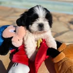 Duke Diamond - @dukee_shihtzu - Instagram