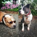 Duke/Diamond Jones - @dukesndiamonds - Instagram
