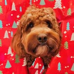 Duke | aka Dukey - @duke.dukeybear - Instagram
