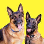 Duke & Duchess - @dukeandduchessduo - Instagram