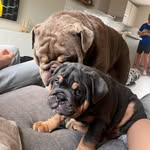 Duke & Duchess - @duke_n.duchess - Instagram
