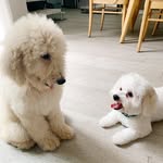 Duke & Duchess - @dukenduchess_ig - Instagram