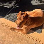 Duke Edwards - @10dukethelion - Instagram
