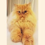 Duke Harvey - @princeharry_ofpineapple - Instagram