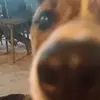 Harvey_Duke - @harvey_dukey - TikTok