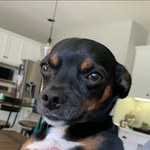 Duke - @duke_paco_hendrickson - Instagram