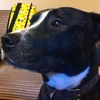 little duke - @duke_paws635 - TikTok