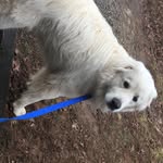 Duke and daisy - @im_duke_daisy_morrow3 - Instagram