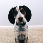 Duke - @dukeofmorrow - Instagram