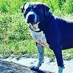 Duke Stokes - @thats.my.dawg_duke2019 - Instagram