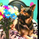 ~Duke Allen Turner🐾 - @duke_the_germanshepard - Instagram