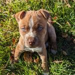 Duke Turner - @theofficial_dukedawg - Instagram
