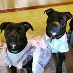 Shadow and Duke Turner - @shadowandduke - Instagram