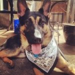 Sir Duke Turner - @dukethegerman_shepherd - Instagram