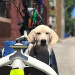 Duke Vincent - @allowedinthehouse - Instagram