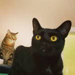 Duke & Walter - @dukeandwalter - Instagram