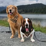 Duke & Walter 🇨🇦 - @tailwagsanddrool - Instagram