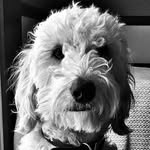 Duke Ballard & Walter - @dukie_doodle_and_walter - Instagram
