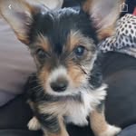 Duke Walter Alexander Gibson🤍 - @life_.of_duke - Instagram