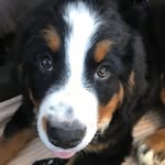 Duke Young Williams - @life_ofaduke - Instagram