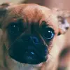 user5134994632580 - @dulcebarraza02 - TikTok