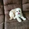 dulcebello - @dulceconradconrad - TikTok