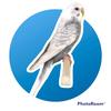 Amor por las aves - @birdstierradulce - TikTok