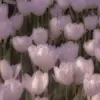 Dulcecalvo_m - @dulcecalvo_m - TikTok