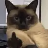 Dulce Casanova - @dulce.casanova8 - TikTok
