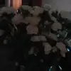 Dulce - @dulcecollado83 - TikTok