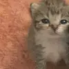 Dulce Cornejo - @dulce.cornejo72 - TikTok