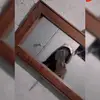 dulce corona - @dulce.corona957 - TikTok