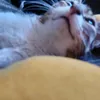 ☆dulce cortes☆¡ - @dulce.cortes14 - TikTok