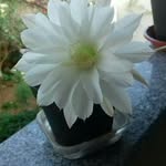 Dulce Passos Coutinho - @dulc_e2175 - Instagram