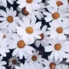 Dulce, 🌺 - @dulce.jacome2 - TikTok